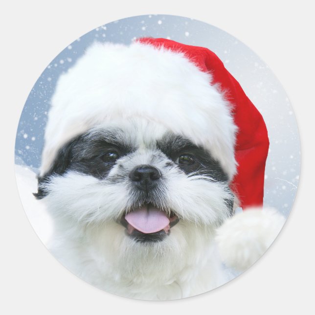 Shih Tzu in Weihnachtsmannmütze Runder Aufkleber (Vorderseite)