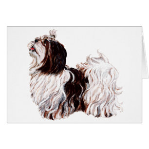 Shih Tzu joueur