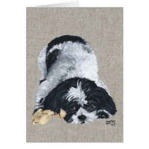 Shih Tzu joueur