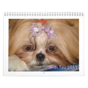 Shih Tzu Kalender