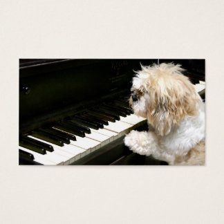 Shih Tzu Klavierstunden