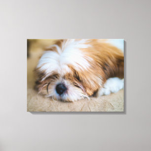 Shih Tzu Leinwanddruck