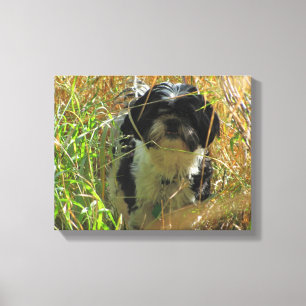 Shih Tzu Lion Hund im großen Gras Leinwanddruck
