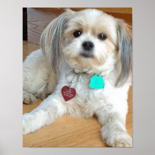 Shih Tzu Liz Poster appelée par mélange