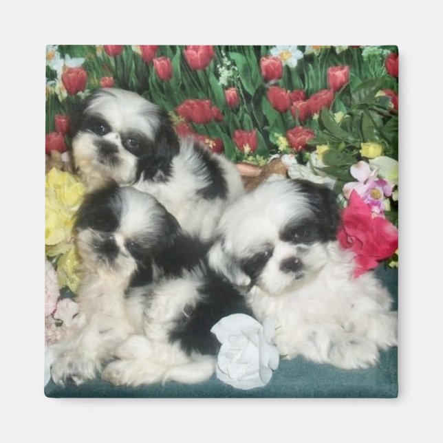 Shih Tzu Magnet (Vorne)