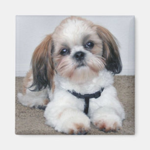 Shih Tzu Magnet