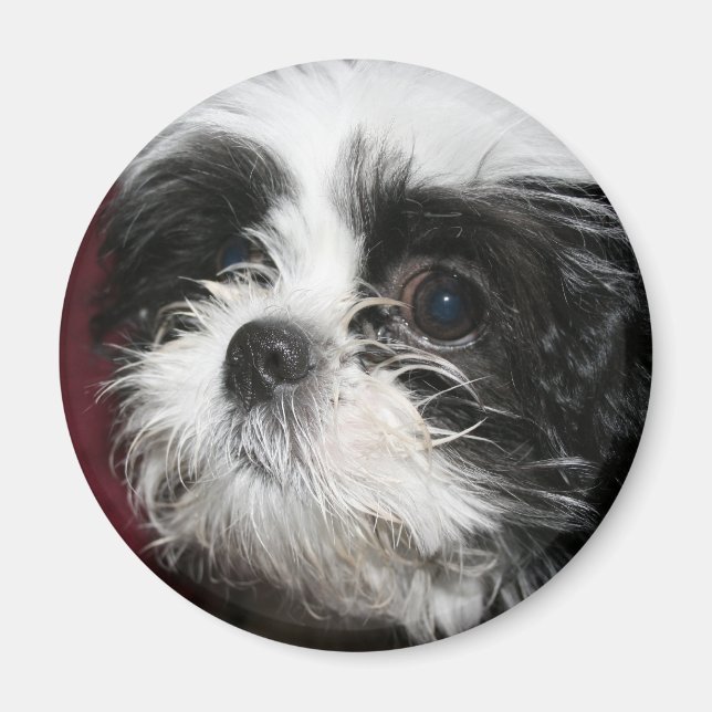 Shih Tzu Magnet (Vorne)