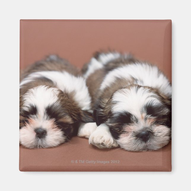 Shih Tzu Magnet (Vorne)
