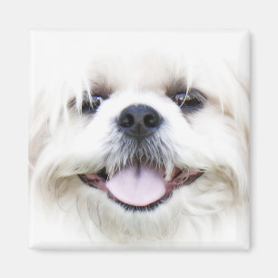 shih tzu magnet