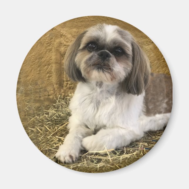 Shih Tzu Magnet 2 (Vorne)