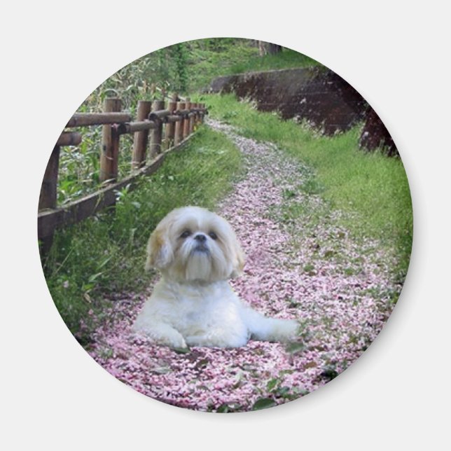 Shih Tzu Magnet Purple Flowers (Vorne)