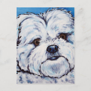 Shih Tzu mix Postkarte