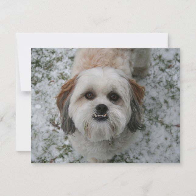 Shih-Tzu Niedlich Adorable Dog Weihnachten (Vorderseite)