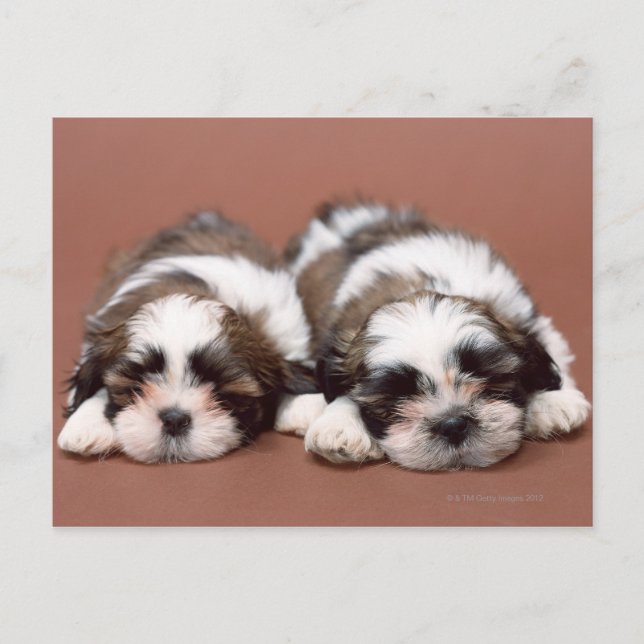 Shih Tzu Postkarte (Vorderseite)