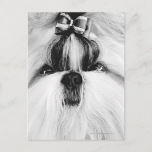 Shih Tzu Postkarte