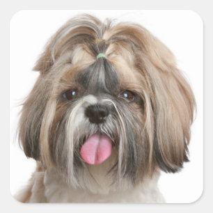 Shih Tzu Puppy Dog Grußkleber Quadratischer Aufkleber