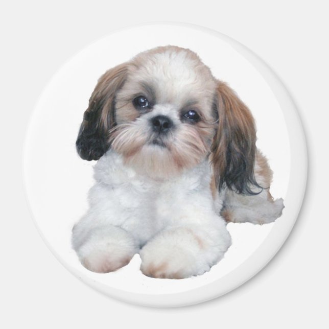 Shih Tzu Puppy Magnet (Vorne)
