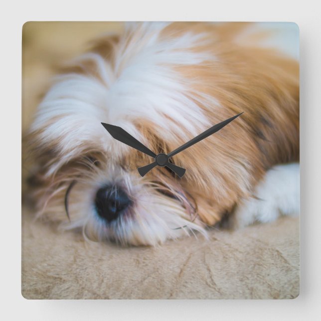 Shih Tzu Quadratische Wanduhr (Vorderseite)