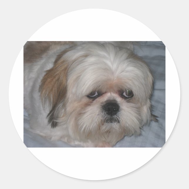 Shih Tzu Runder Aufkleber (Vorderseite)