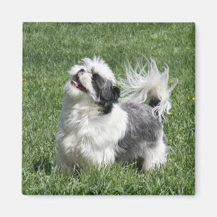 shih tzu spielen magnet