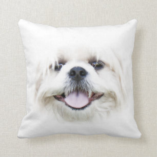 Shih Tzu stellen gegenüber Kissen