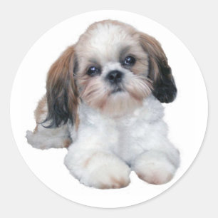 Shih Tzu Sticker
