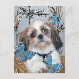 Shih Tzu und Butterflies Postkarte