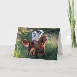 Shih Tzu und Irish Setter Card Karte