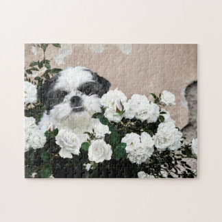 Shih Tzu und Rose