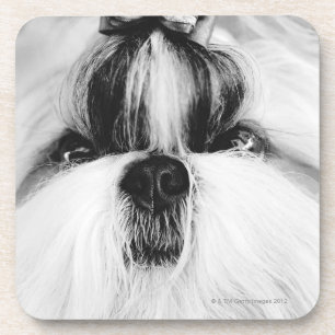 Shih Tzu Untersetzer