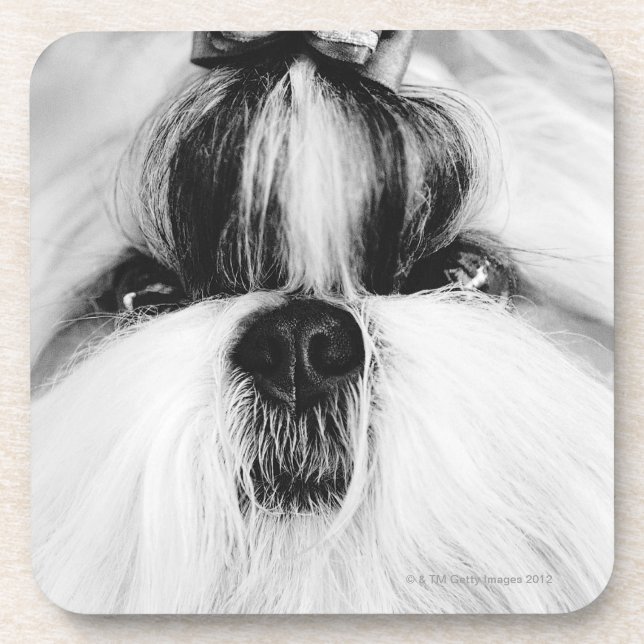 Shih Tzu Untersetzer (Vorderseite)