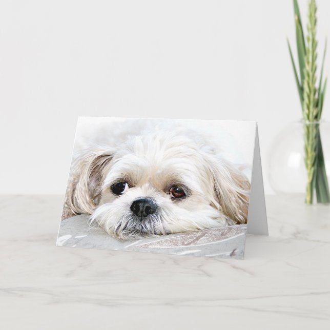 Shih Tzu vermisst deine Karte (Vorderseite)