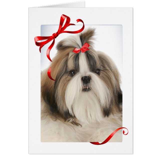 Shih Tzu Weihnachtskarte (Vorne)