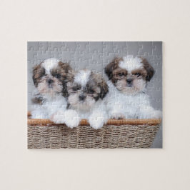 Shih Tzu Welpen
