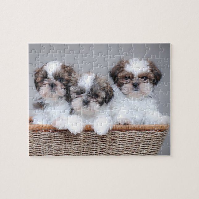 Shih Tzu Welpen (Horizontal)