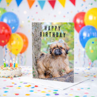 Shih Tzu Welpen Frohe Geburtstagskarte Süßer Hund