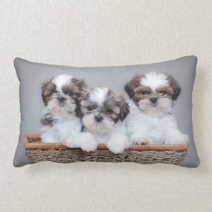 Shih Tzu Welpen Lendenkissen