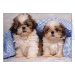 Shih Tzu Welpen unter einer kontrollierten Decke