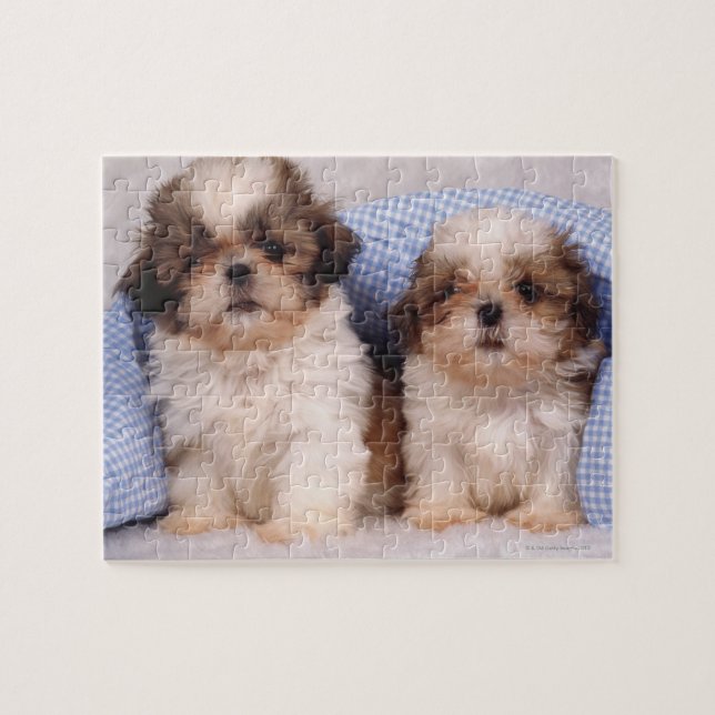 Shih Tzu Welpen unter einer kontrollierten Decke (Horizontal)