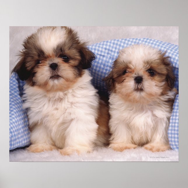 Shih Tzu Welpen unter einer kontrollierten Decke Poster (Vorne)
