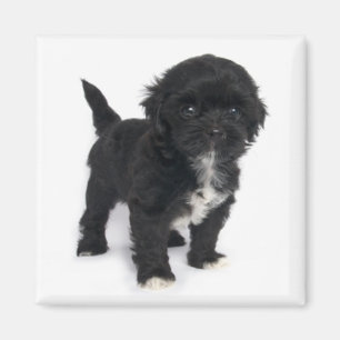 Shih Tzu Welpenhund Schwarz-Weiß Shihtzu Magnet