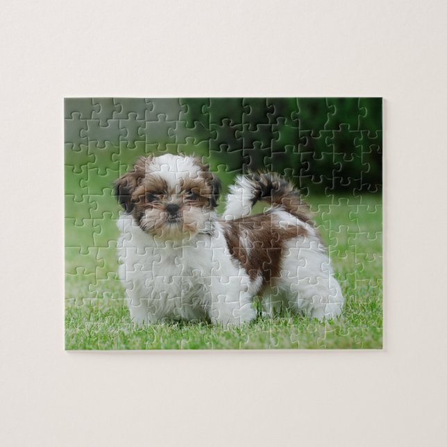 Shih tzu Welppy (Horizontal)
