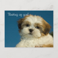Shih Tzu Welppy "Denken Sie an Sie" PostCard