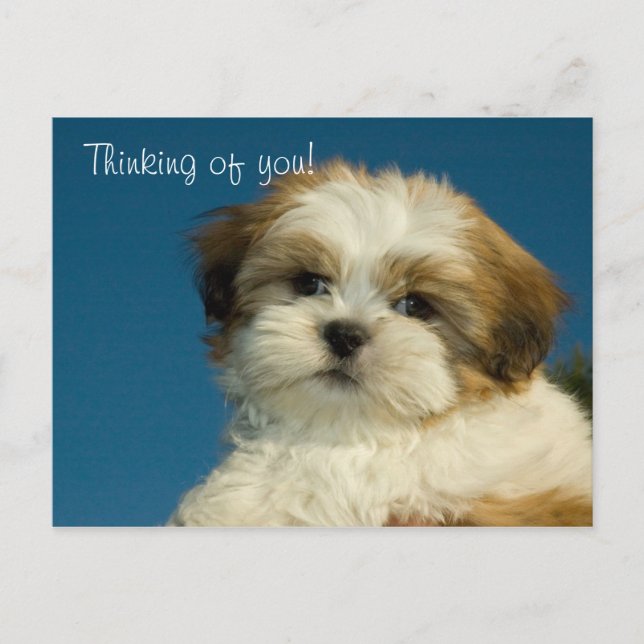 Shih Tzu Welppy "Denken Sie an Sie" PostCard Postkarte (Vorderseite)
