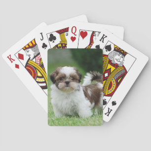 Shih tzu Welppy Spielkarten