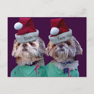 Shih Tzues Shih Two Christmas Grußkarte Feiertagspostkarte