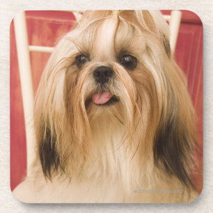 Shih--tzuhund Getränkeuntersetzer