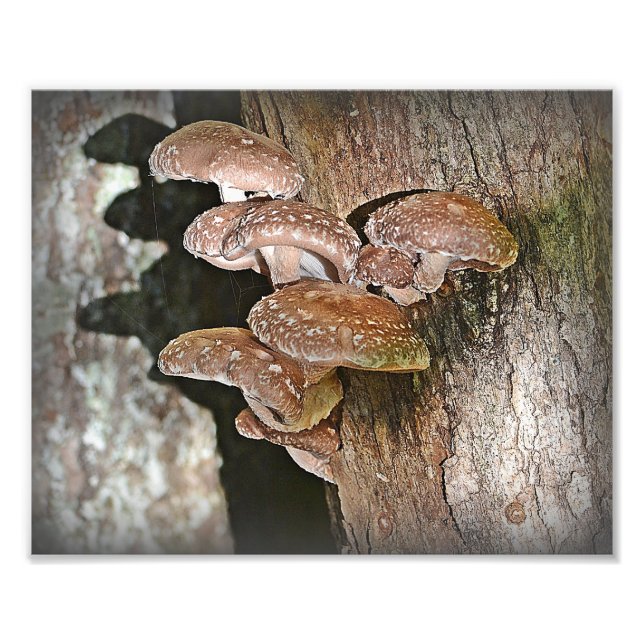 Shiitake Mushroom Foto Print (Vorne)