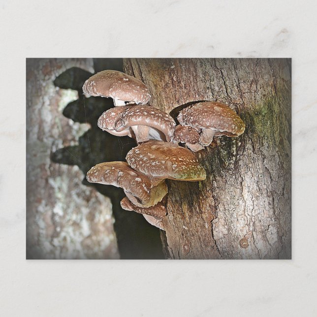 Shiitake Mushroom Postkarte (Vorderseite)