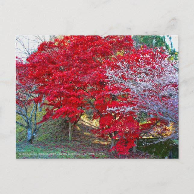 Shiki-Zakura Vier Jahreszeiten Kirschblüten Postkarte (Vorderseite)